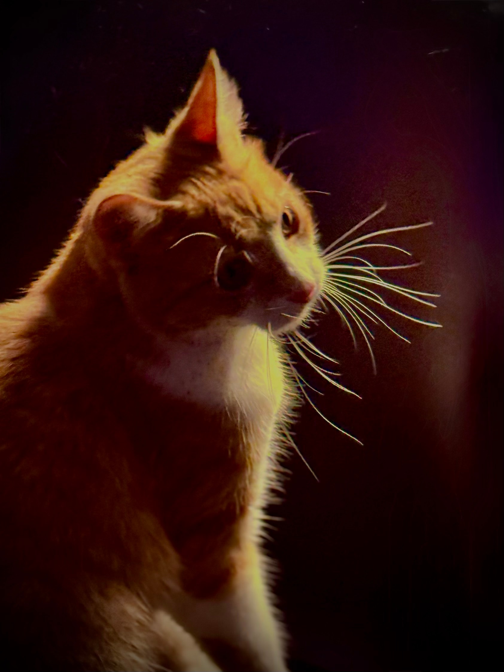 Peaches