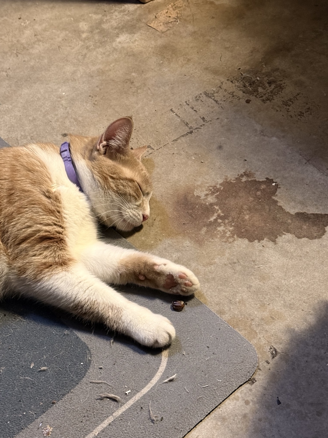 Peaches resting beside the actual chicken stain on the Saint John Studio garage floor a few months later